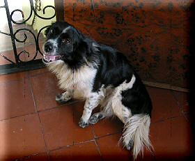 Robinsons' doggie named, Shadow